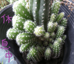 Xian Xian landscape photos sticker #13981024