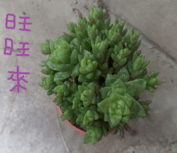 Xian Xian landscape photos sticker #13981025