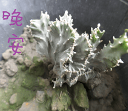 Xian Xian landscape photos sticker #13981026