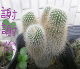 Xian Xian landscape photos sticker #13981028