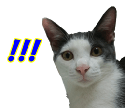 Black cat and gray cat sticker #13983870