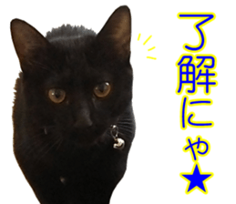 Black cat and gray cat sticker #13983871