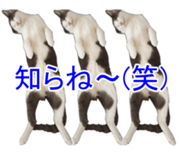 Black cat and gray cat sticker #13983872