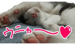 Black cat and gray cat sticker #13983873