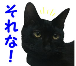 Black cat and gray cat sticker #13983874
