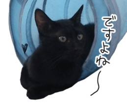 Black cat and gray cat sticker #13983875