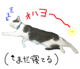 Black cat and gray cat sticker #13983878