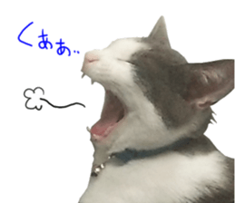 Black cat and gray cat sticker #13983879