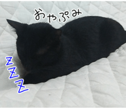 Black cat and gray cat sticker #13983880