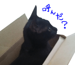 Black cat and gray cat sticker #13983881