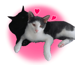Black cat and gray cat sticker #13983882