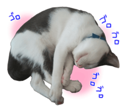 Black cat and gray cat sticker #13983883