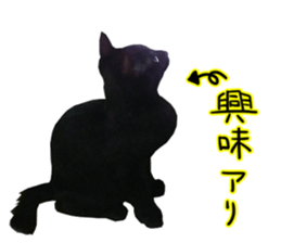 Black cat and gray cat sticker #13983885