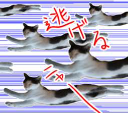 Black cat and gray cat sticker #13983886