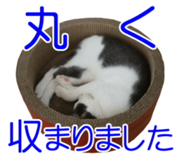 Black cat and gray cat sticker #13983887