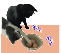 Black cat and gray cat sticker #13983889