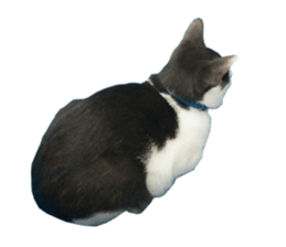 Black cat and gray cat sticker #13983891