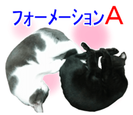 Black cat and gray cat sticker #13983892