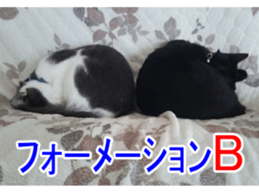 Black cat and gray cat sticker #13983893