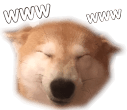 Smiling dog-mame sticker #13985262