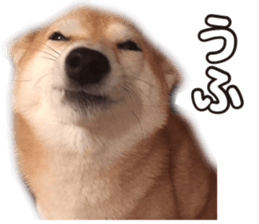 Smiling dog-mame sticker #13985263