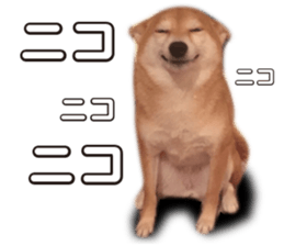 Smiling dog-mame sticker #13985264