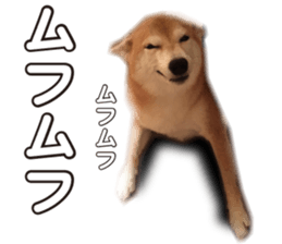 Smiling dog-mame sticker #13985265