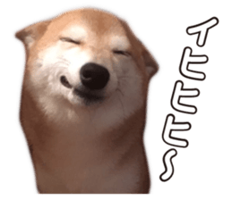 Smiling dog-mame sticker #13985266