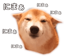 Smiling dog-mame sticker #13985267