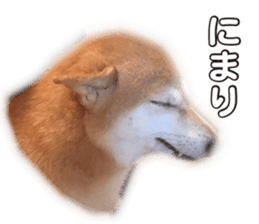 Smiling dog-mame sticker #13985270