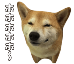 Smiling dog-mame sticker #13985271