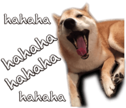 Smiling dog-mame sticker #13985272