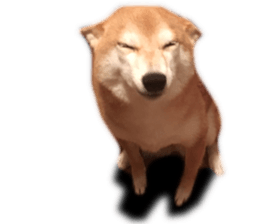 Smiling dog-mame sticker #13985273