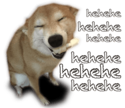 Smiling dog-mame sticker #13985274