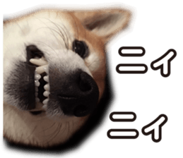 Smiling dog-mame sticker #13985275