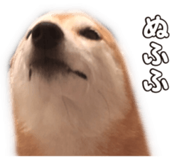 Smiling dog-mame sticker #13985276