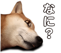 Smiling dog-mame sticker #13985277