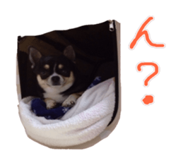 I am Lil. (Answer) sticker #13985334