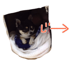 I am Lil. (Answer) sticker #13985338