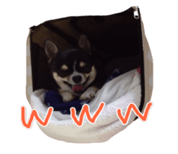 I am Lil. (Answer) sticker #13985340