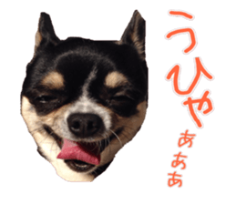 I am Lil. (Answer) sticker #13985341