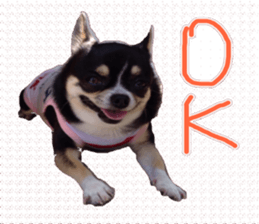 I am Lil. (Answer) sticker #13985343