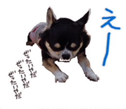 I am Lil. (Answer) sticker #13985346