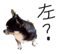 I am Lil. (Answer) sticker #13985351