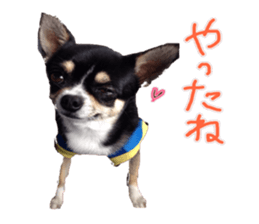 I am Lil. (Answer) sticker #13985354