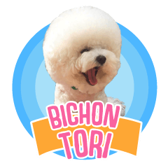 Bichon Tori