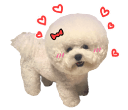 Bichon Tori sticker #13987598