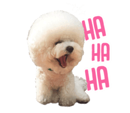 Bichon Tori sticker #13987599