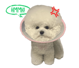 Bichon Tori sticker #13987600