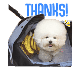 Bichon Tori sticker #13987602